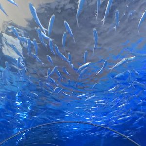 <img src=upfile/images/2020/07/27/small3_15958140038014601.jpg height=150>